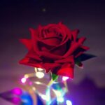 Ruža u Staklenom zvonu sa LED svetlima - slika 5